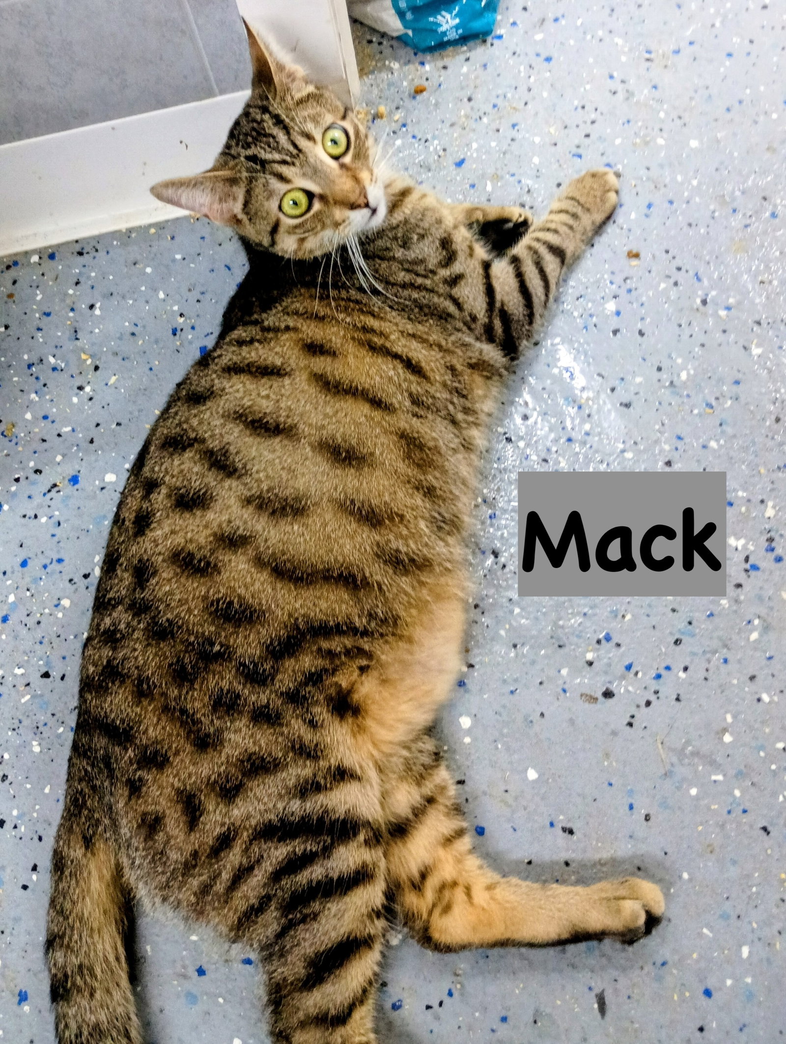 Mack Image