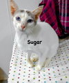 Sugar