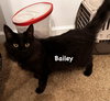 Bailey