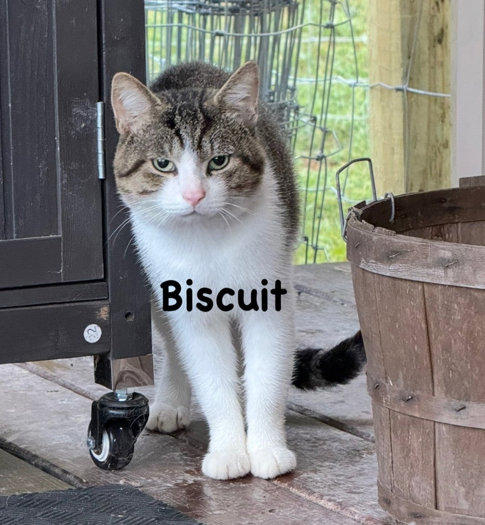 Biscuit Image