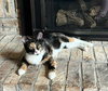 Fancy Nancy