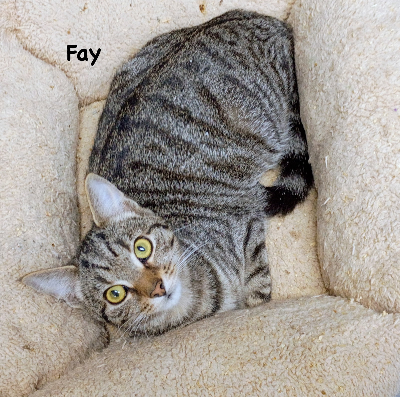 Fay Image