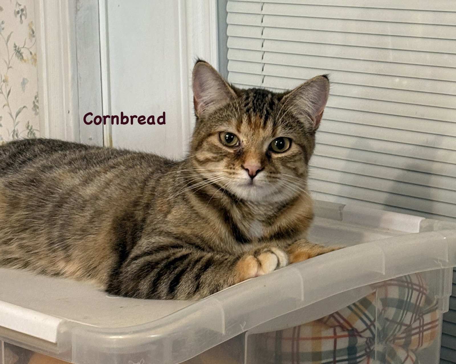 Cornbread Image