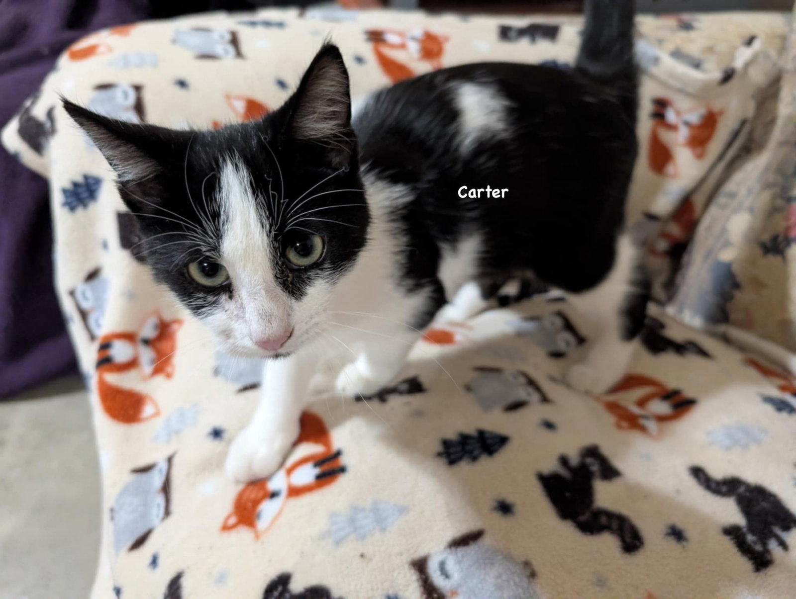 Carter Image