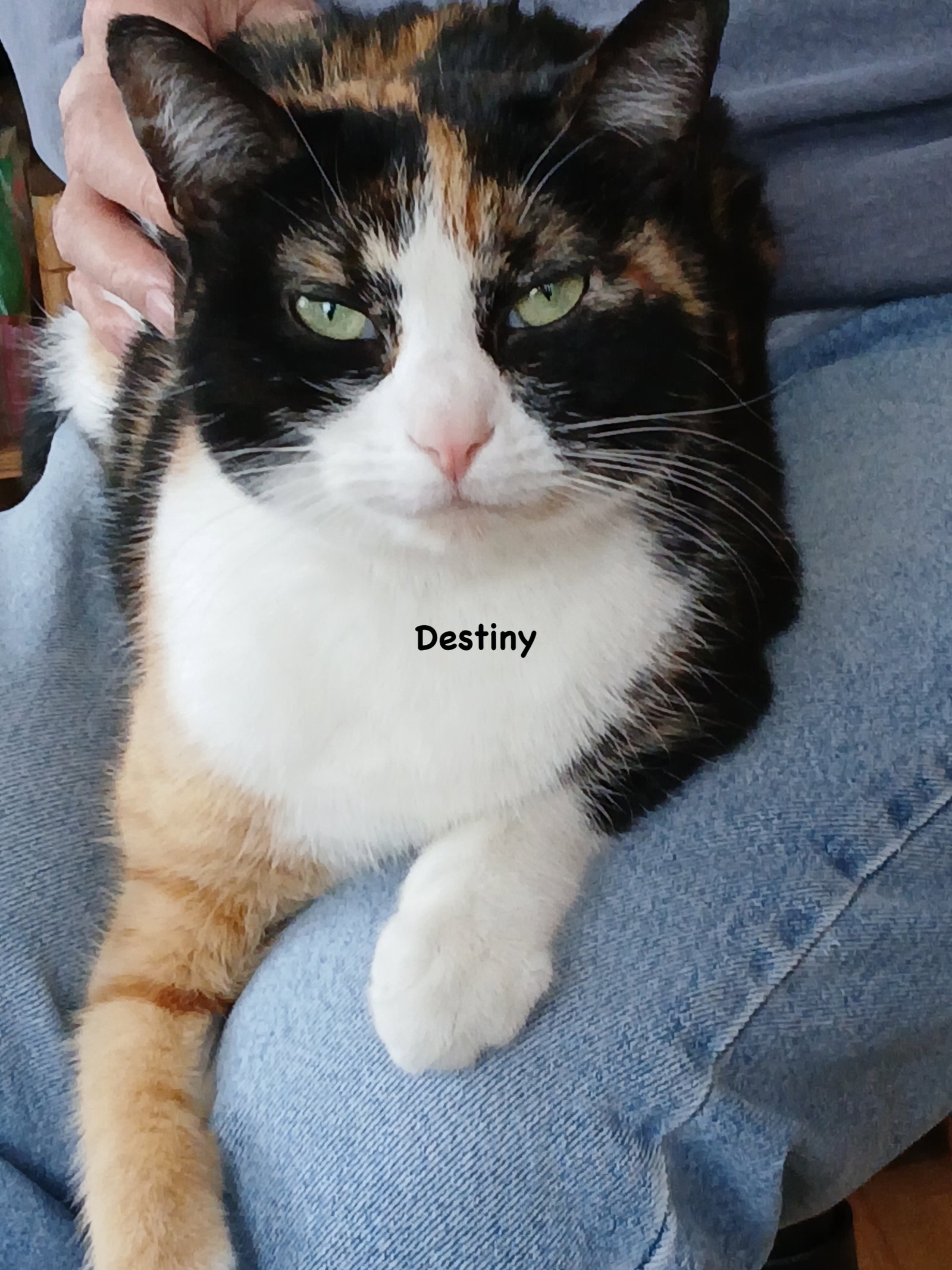 Destiny Image