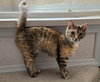 Buffy YOUNG FEMALE Tabbico