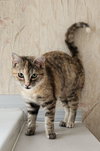 Buffy YOUNG FEMALE Tabbico
