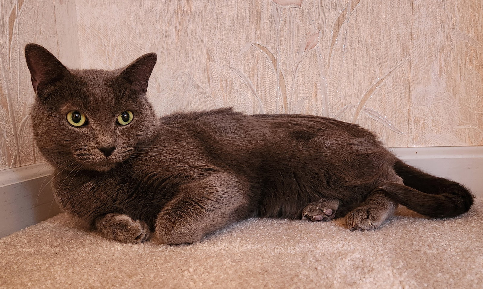 Stormy ADULT MALE Image