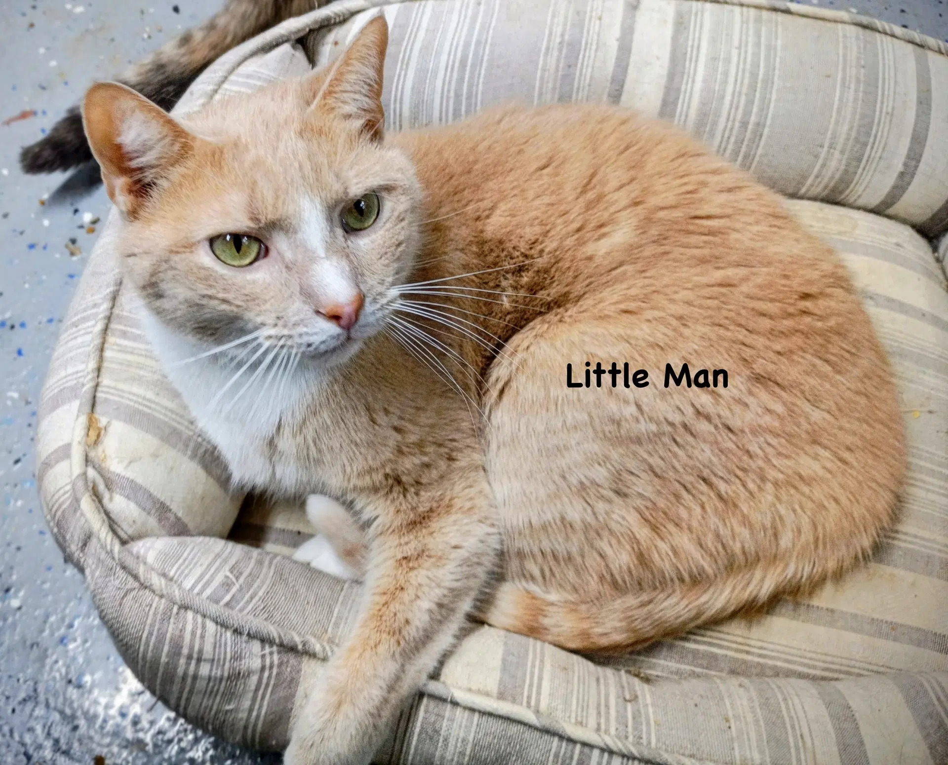 Little Man - Domestic Short Hair