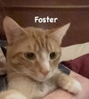 Foster