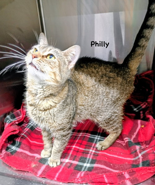 Philly, an adoptable Domestic Short Hair in Morehead, KY