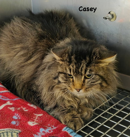 Casey, an adoptable Domestic Long Hair in Morehead, KY