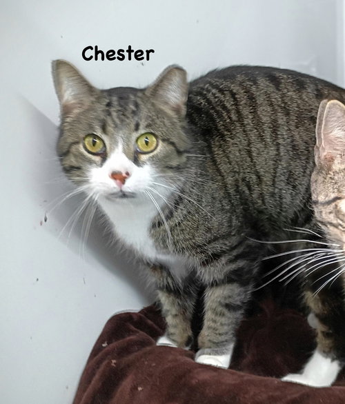 Chester, an adoptable Domestic Short Hair in Morehead, KY