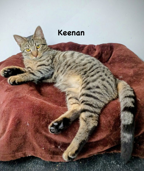 Keenan, an adoptable Domestic Short Hair in Morehead, KY