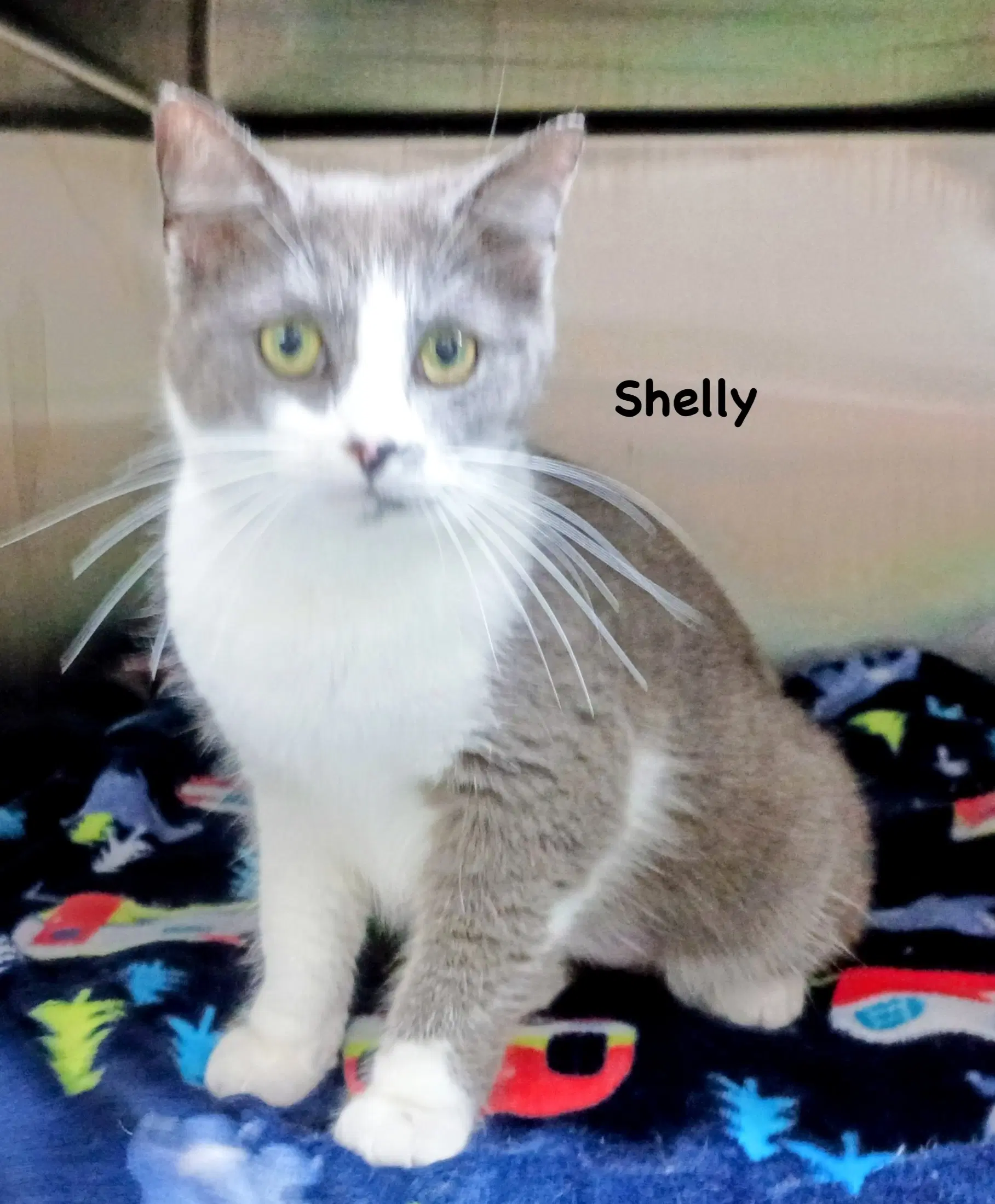 Shelly - Domestic Short Hair