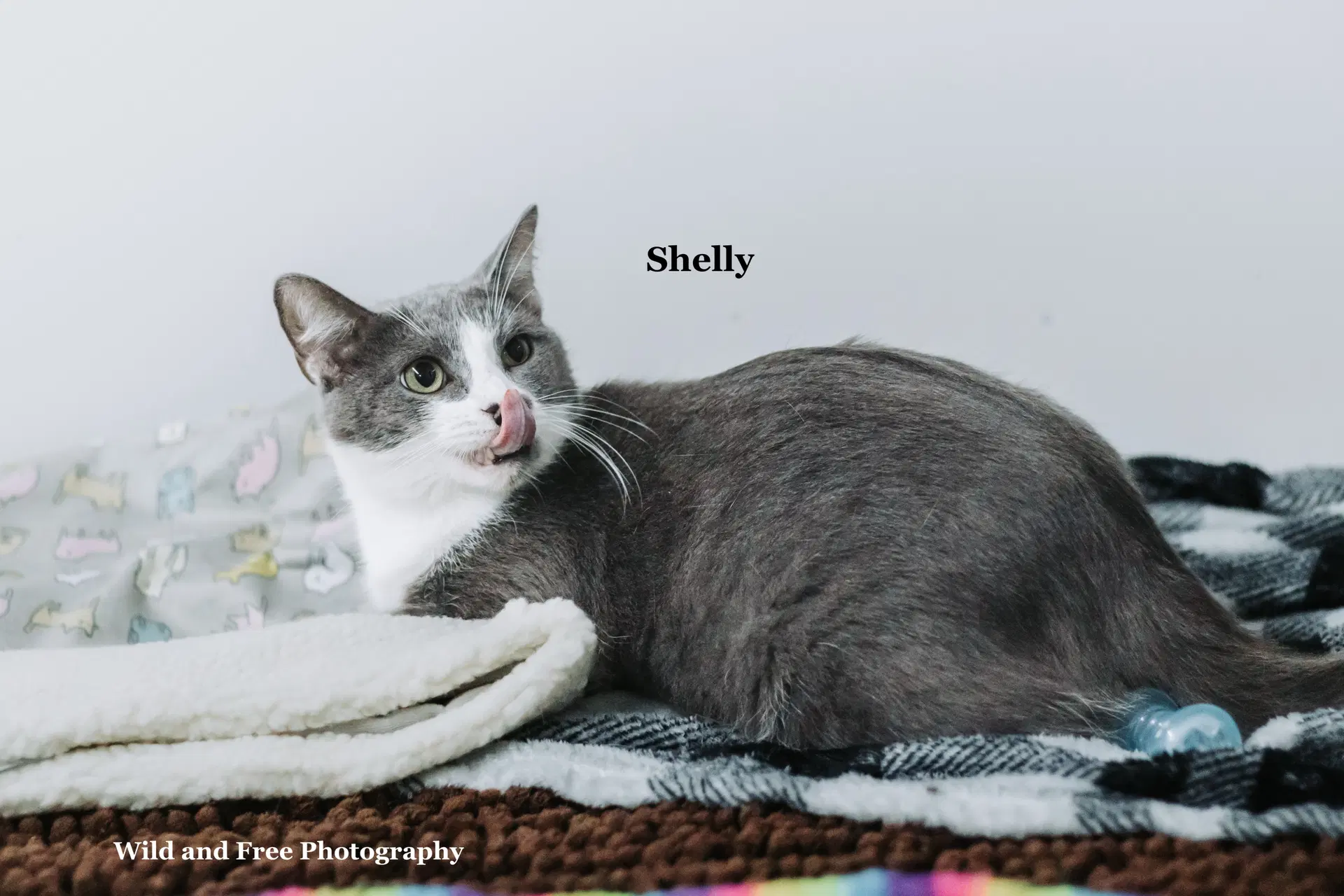 Shelly image 2
