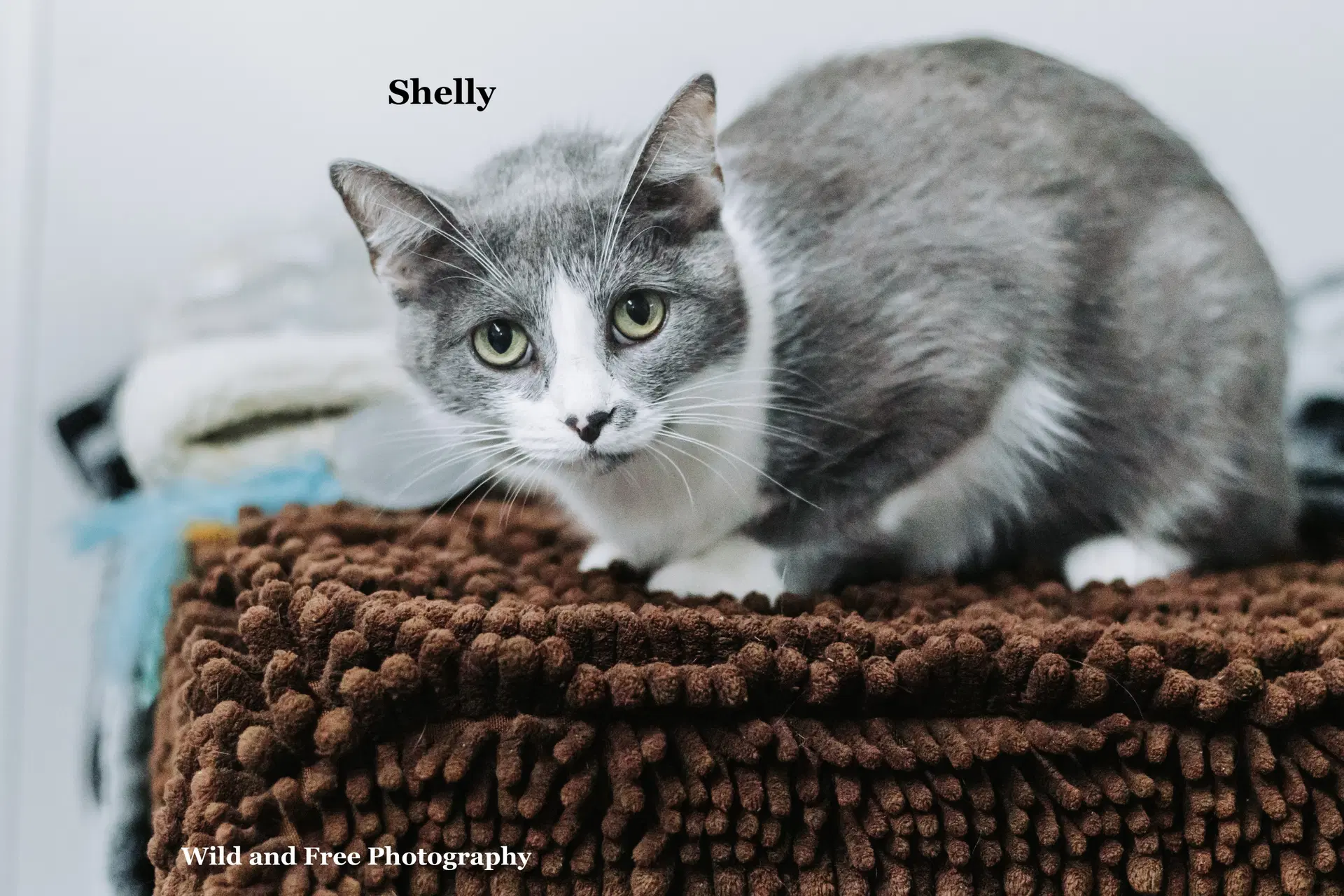 Shelly - Domestic Short Hair