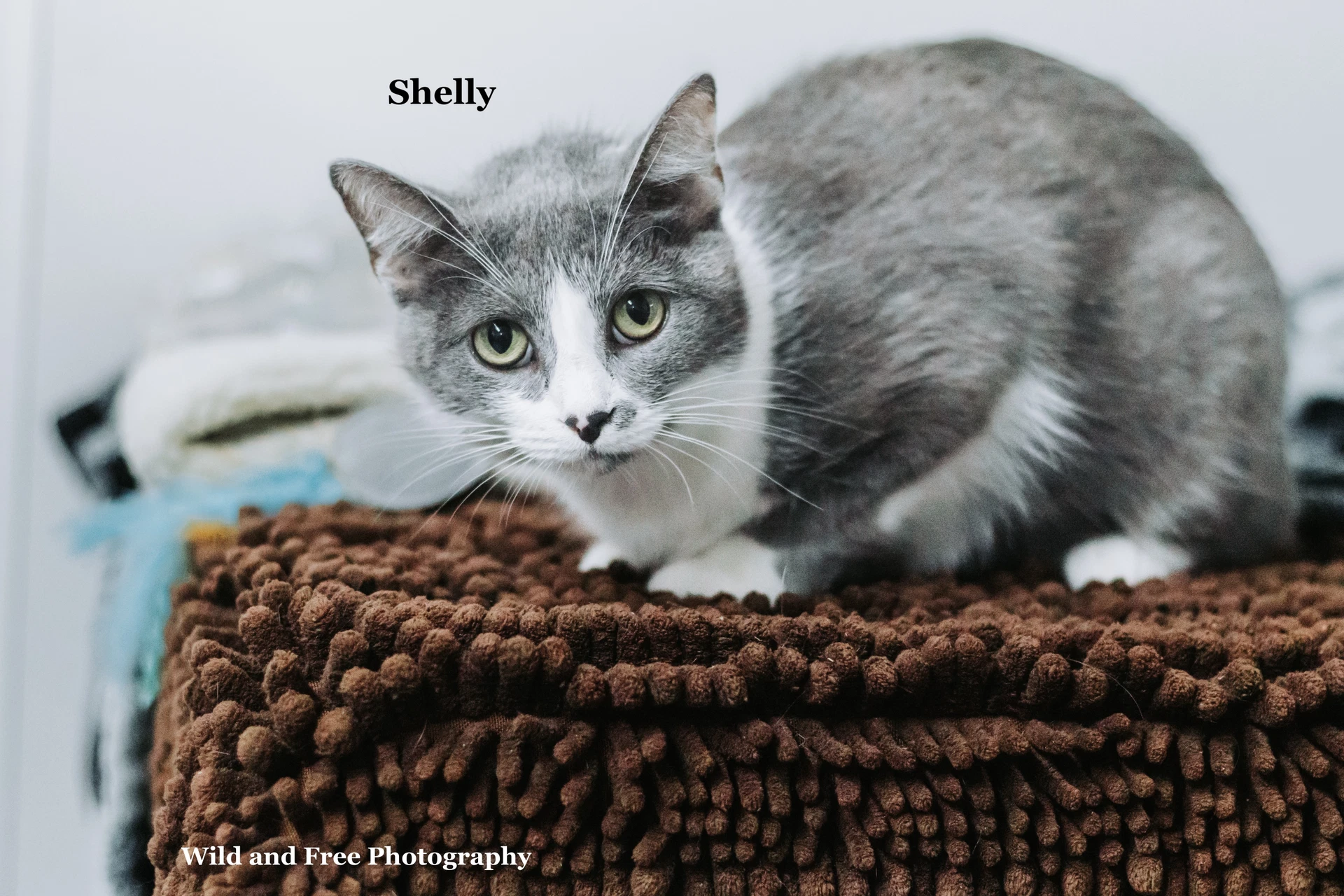 Shelly