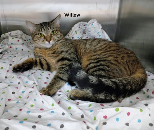 Willow, Young Domestic Short Hair / Tabby / Mixed (short coat), cat for adoption in Morehead, Kentucky
