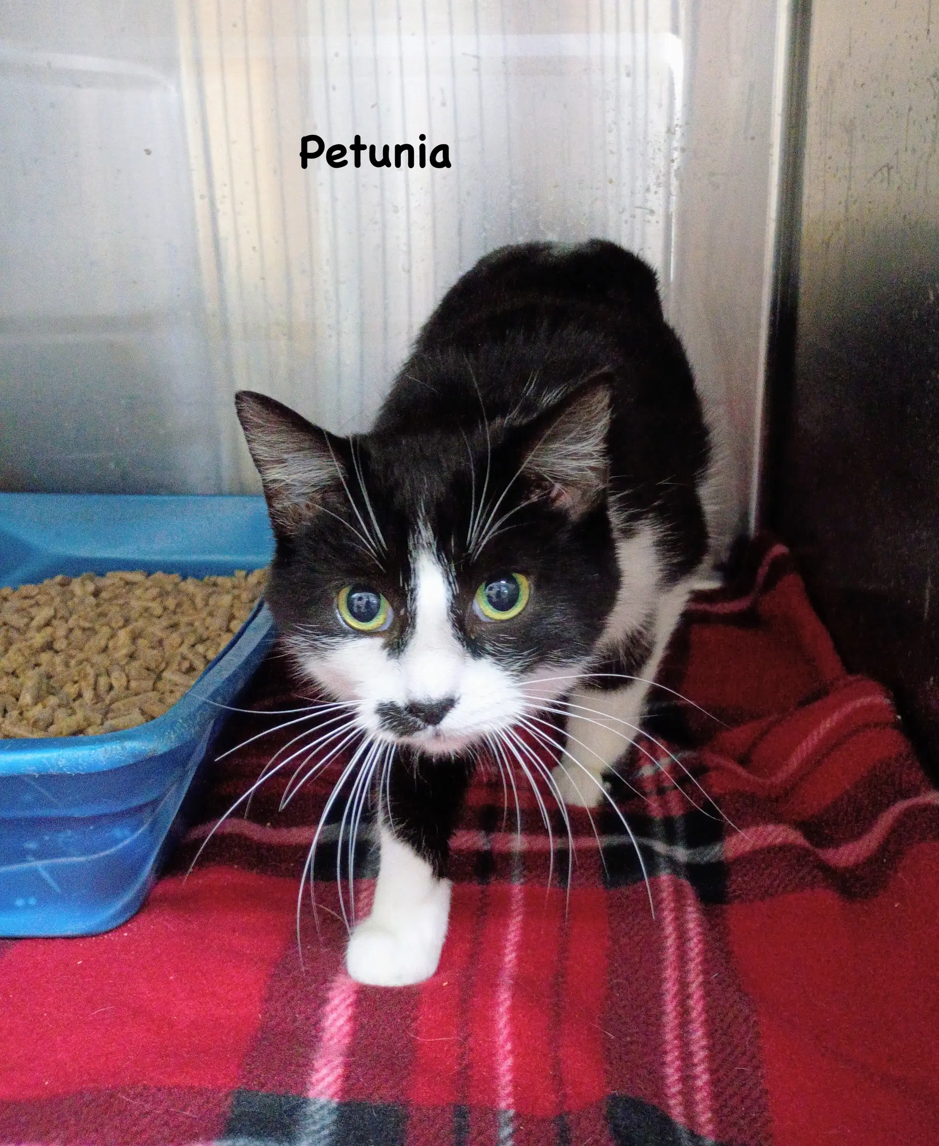 Petunia - Domestic Short Hair