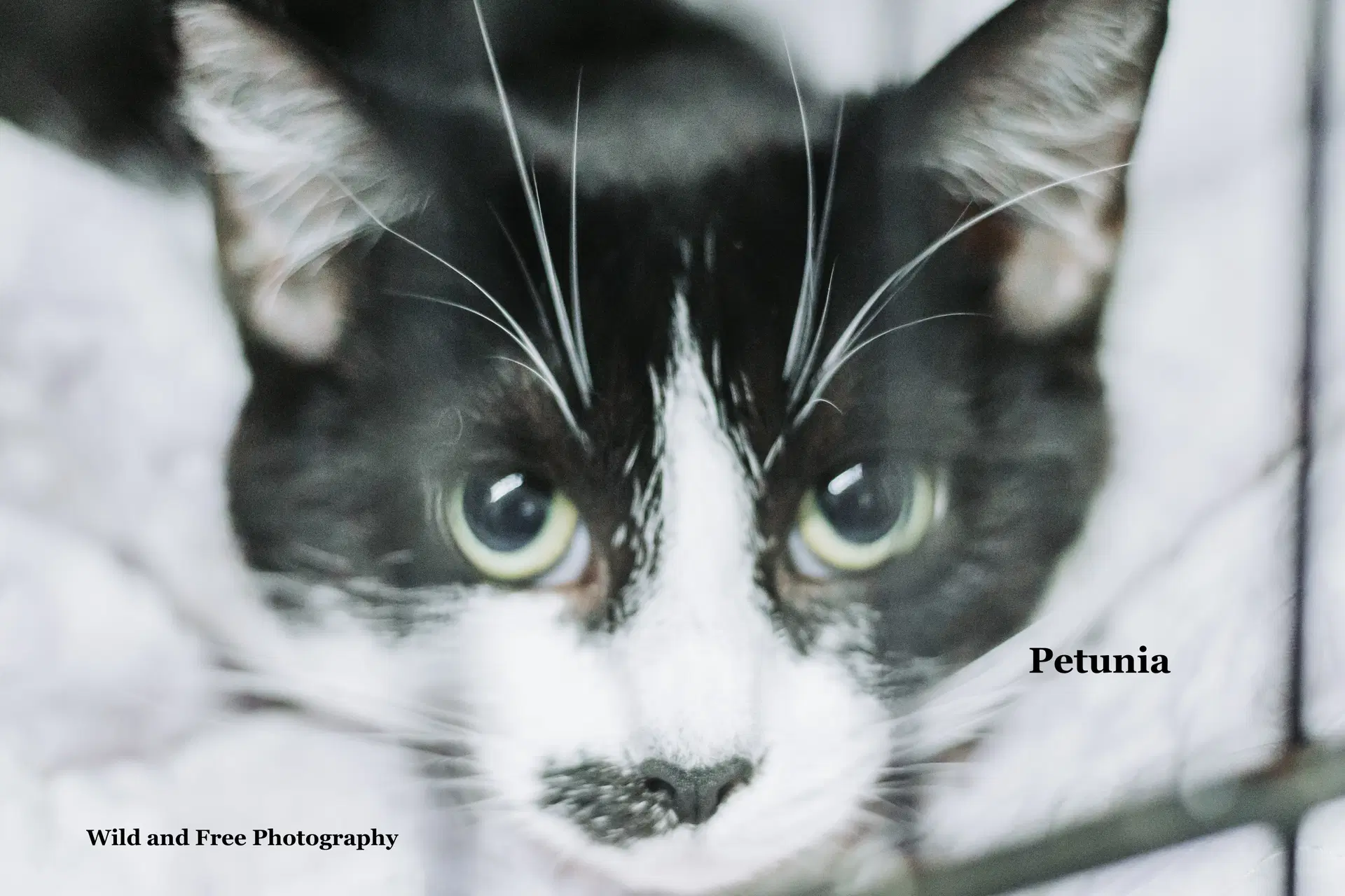 Petunia - Domestic Short Hair