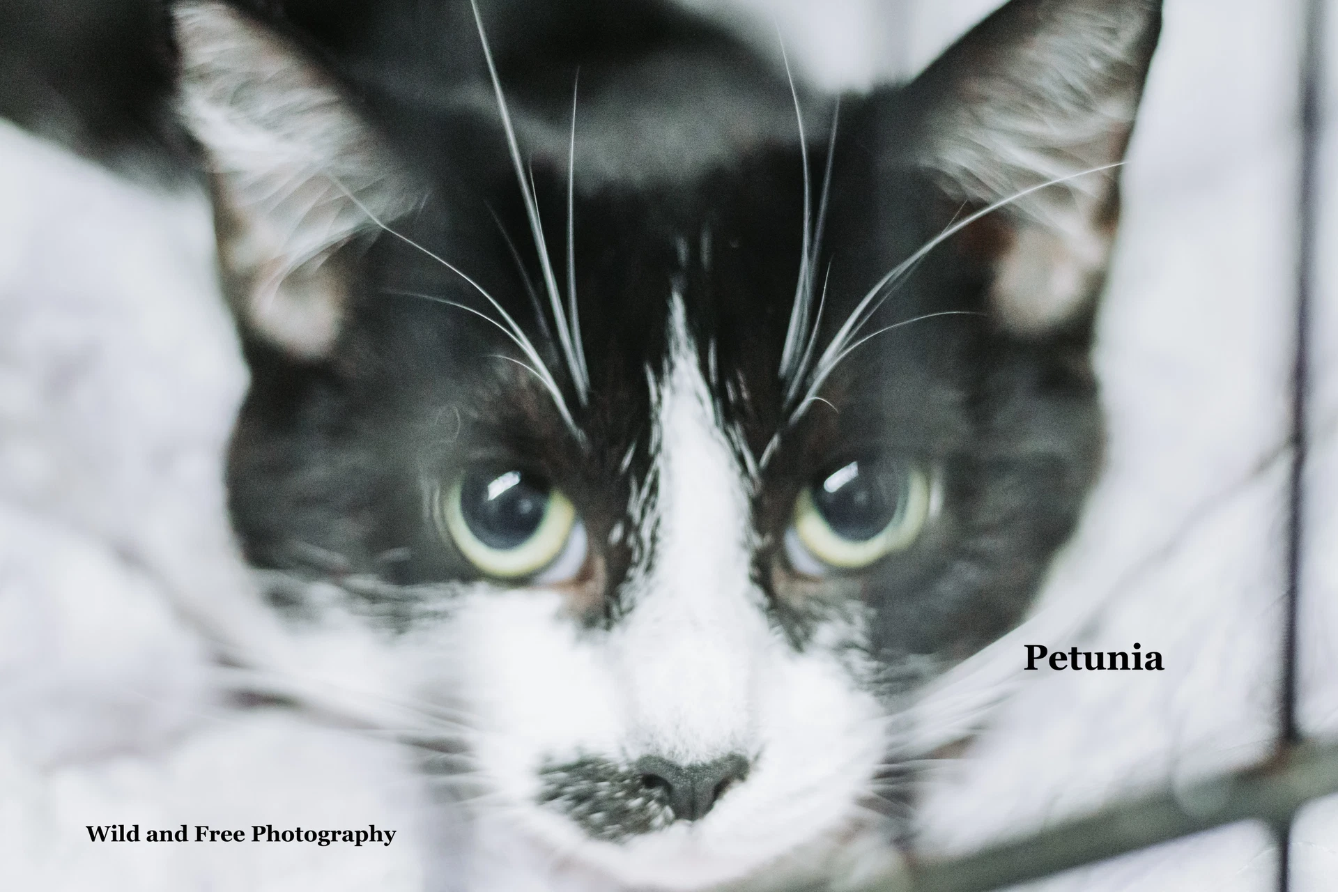 Petunia
