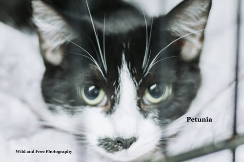 Petunia, an adoptable Domestic Short Hair in Morehead, KY