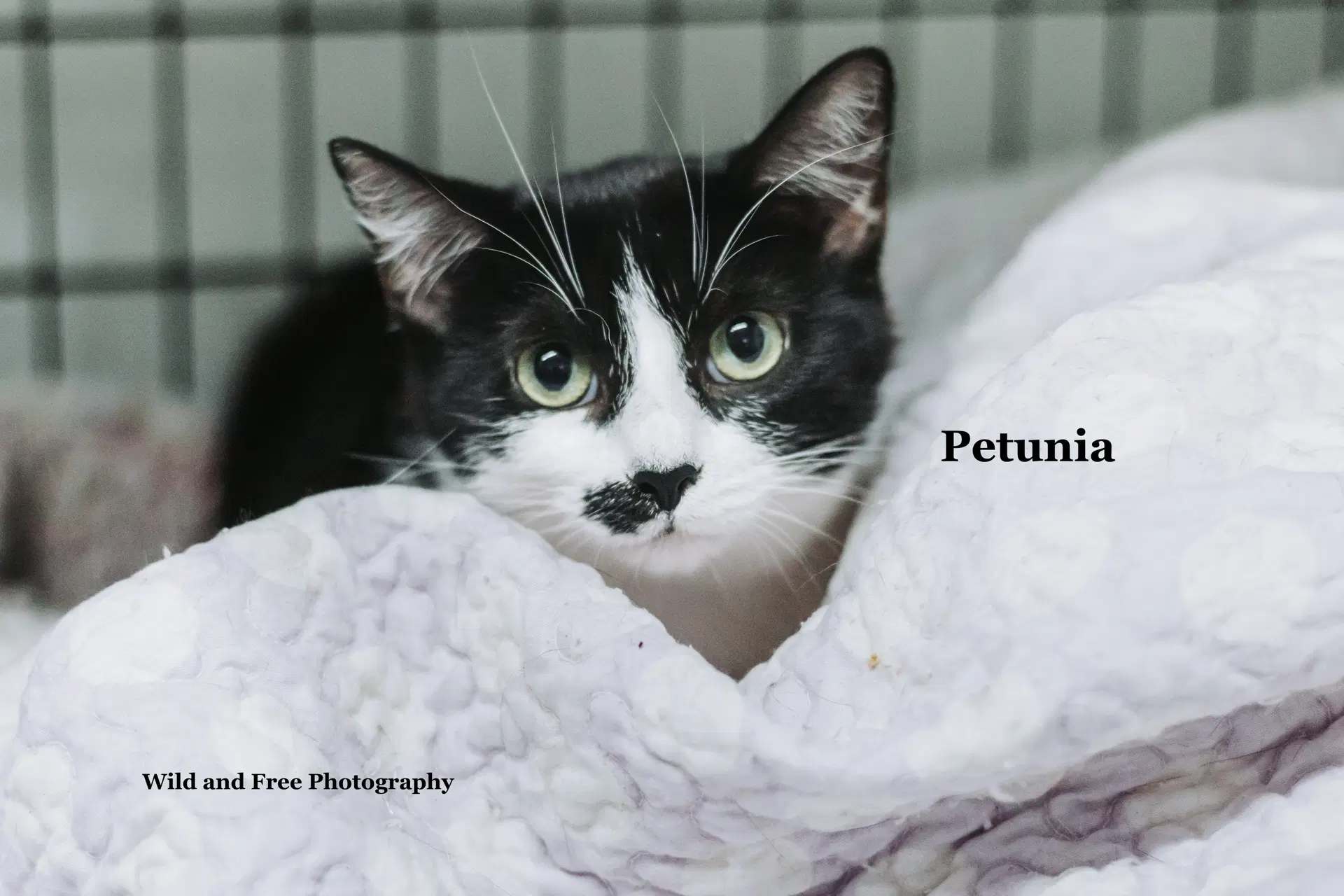 Petunia image 2