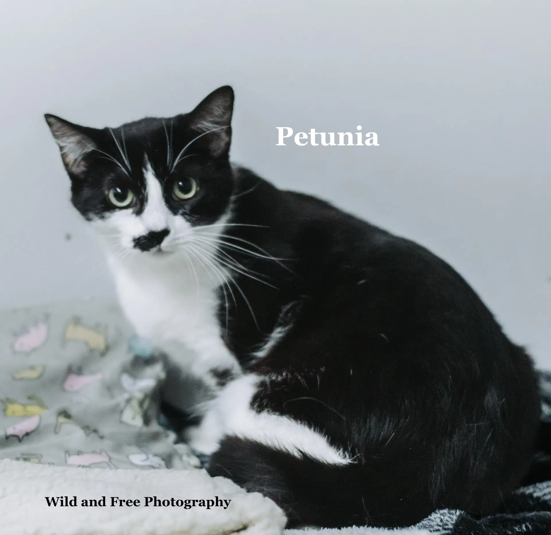 Petunia image 3