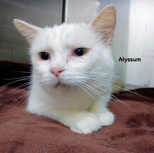 Alyssum, Adult Domestic Short Hair / Mixed (short coat), cat for adoption in Morehead, Kentucky