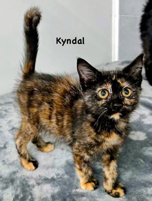 Kyndal