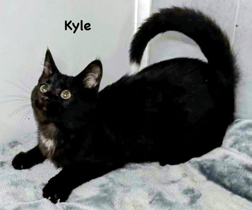 Kyle
