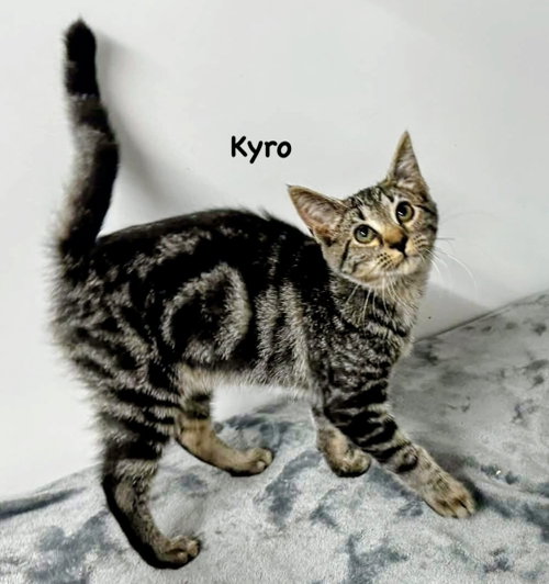 Kyro