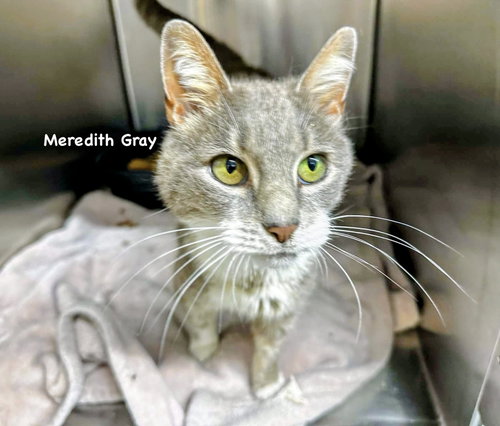 Meredith Gray