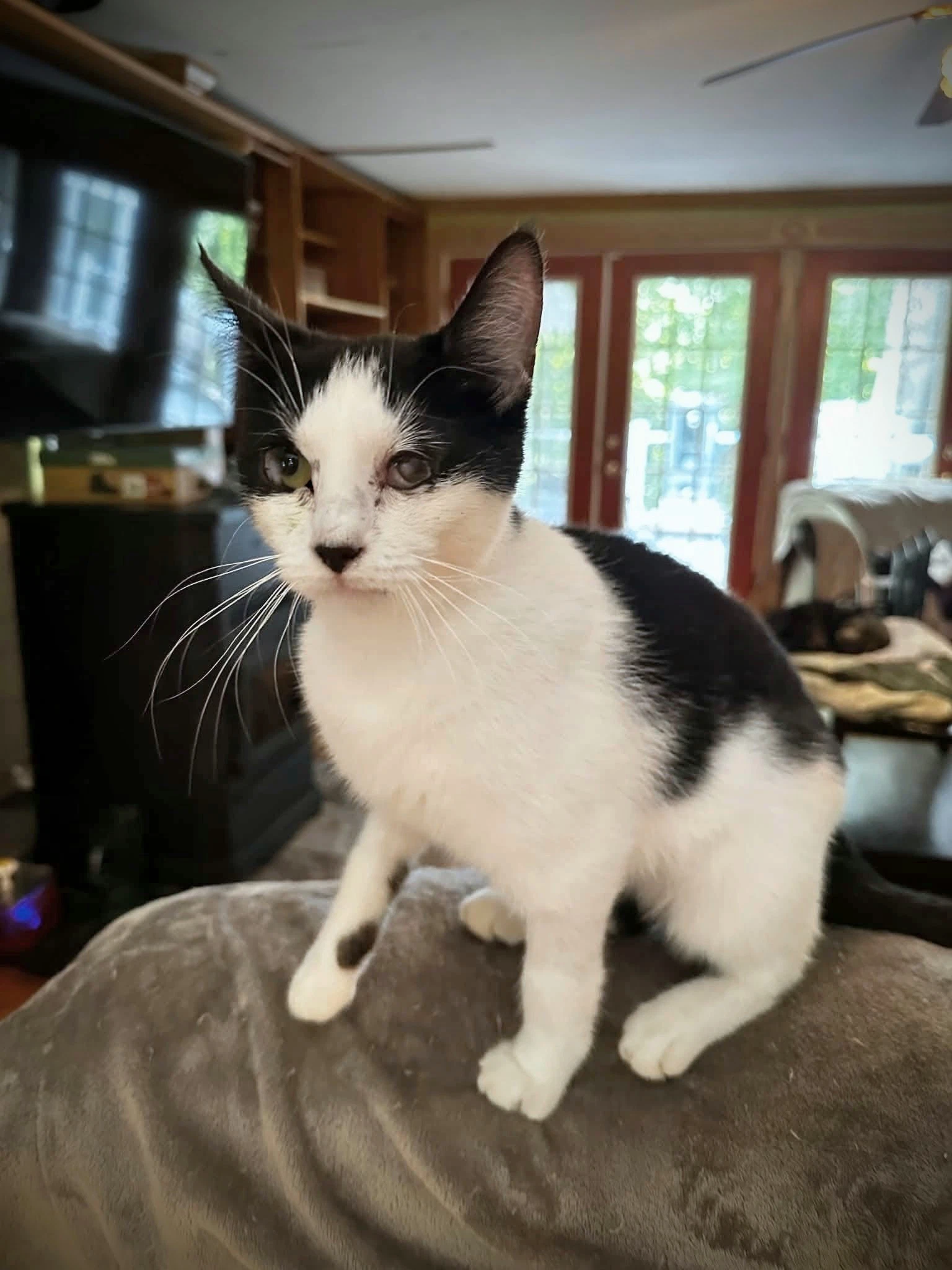 Dottie
