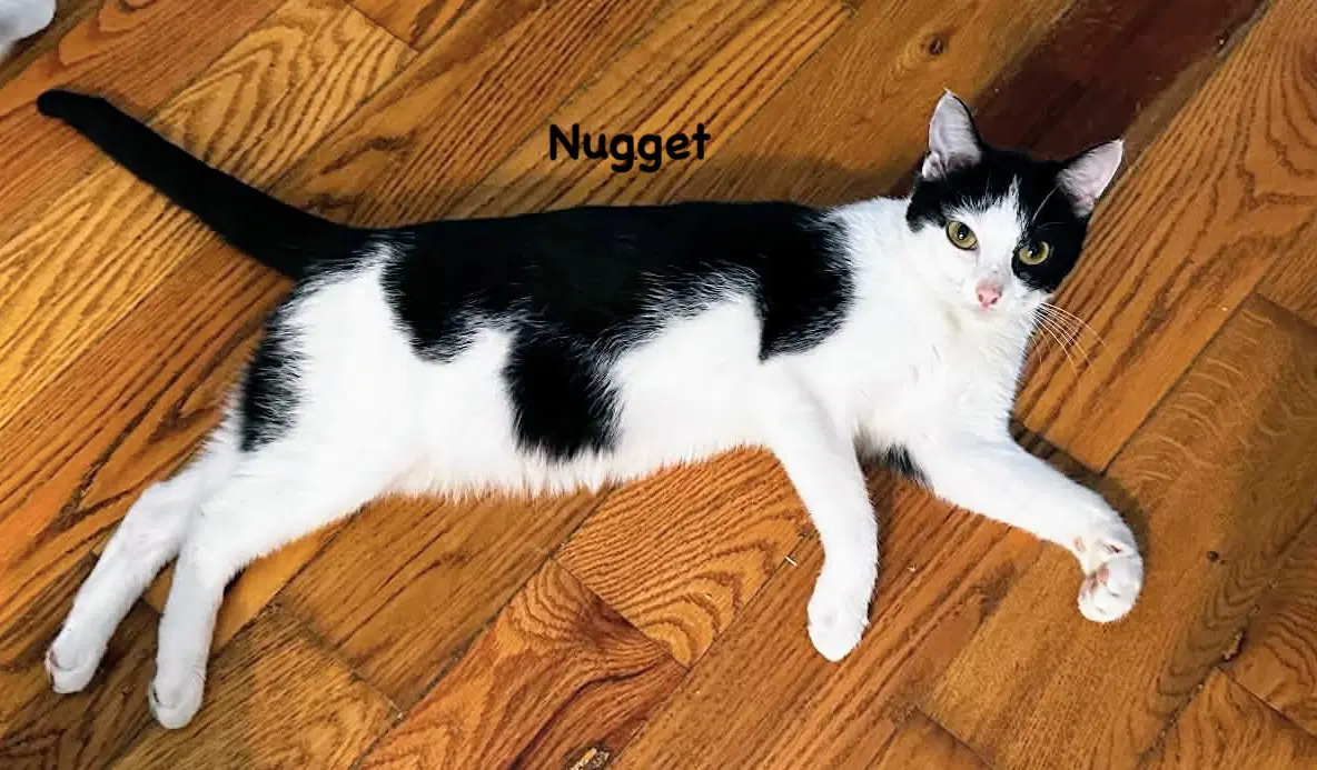 Nugget - Domestic Short Hair
