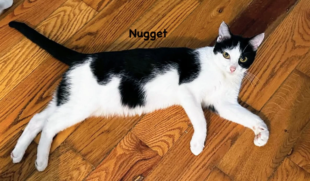Nugget