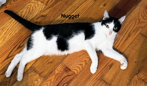 Nugget