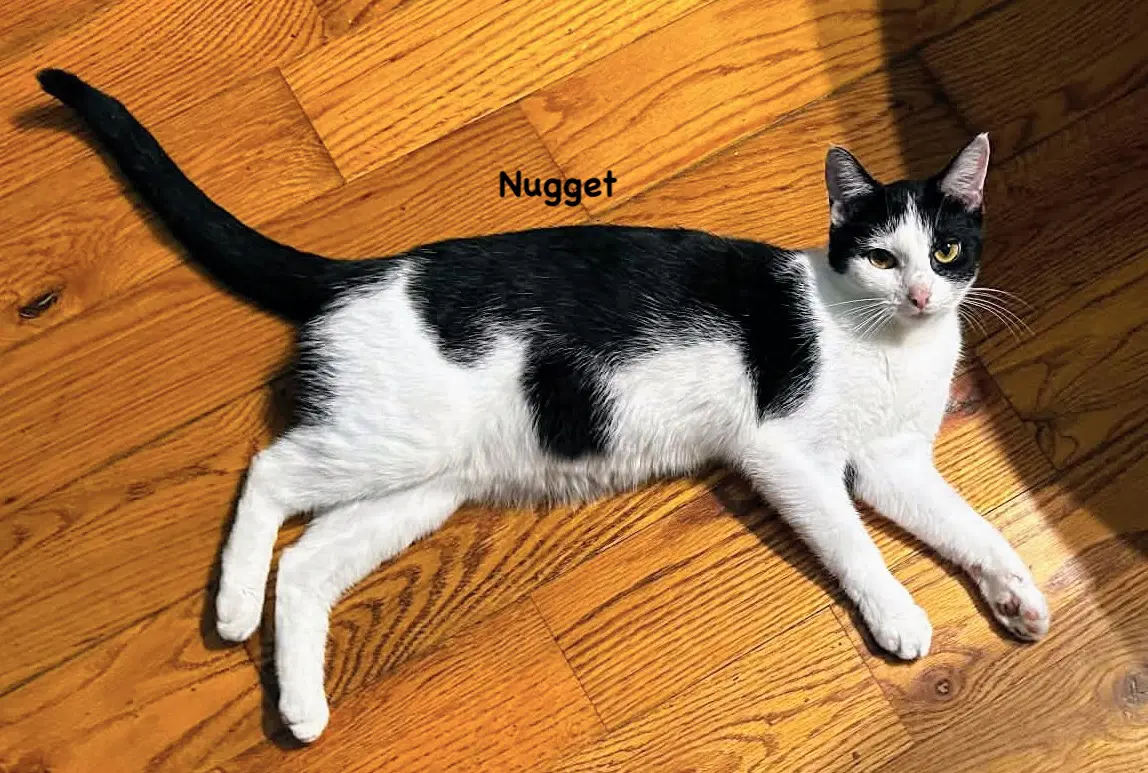 Nugget image 2