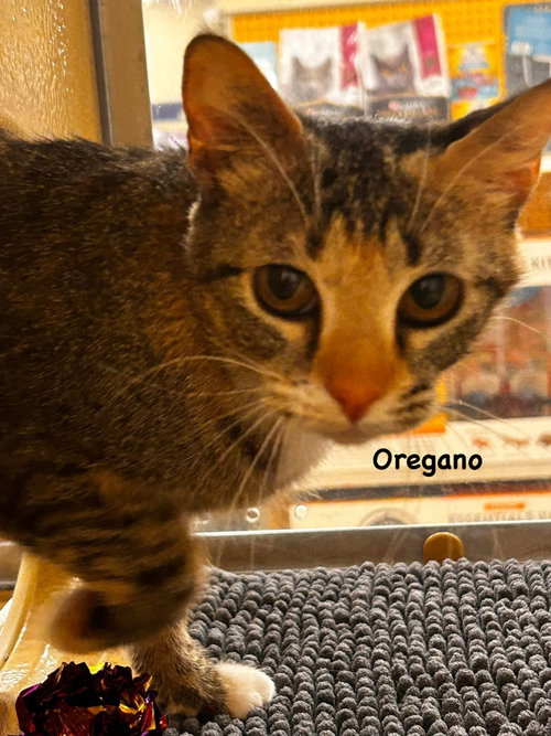 Oregano
