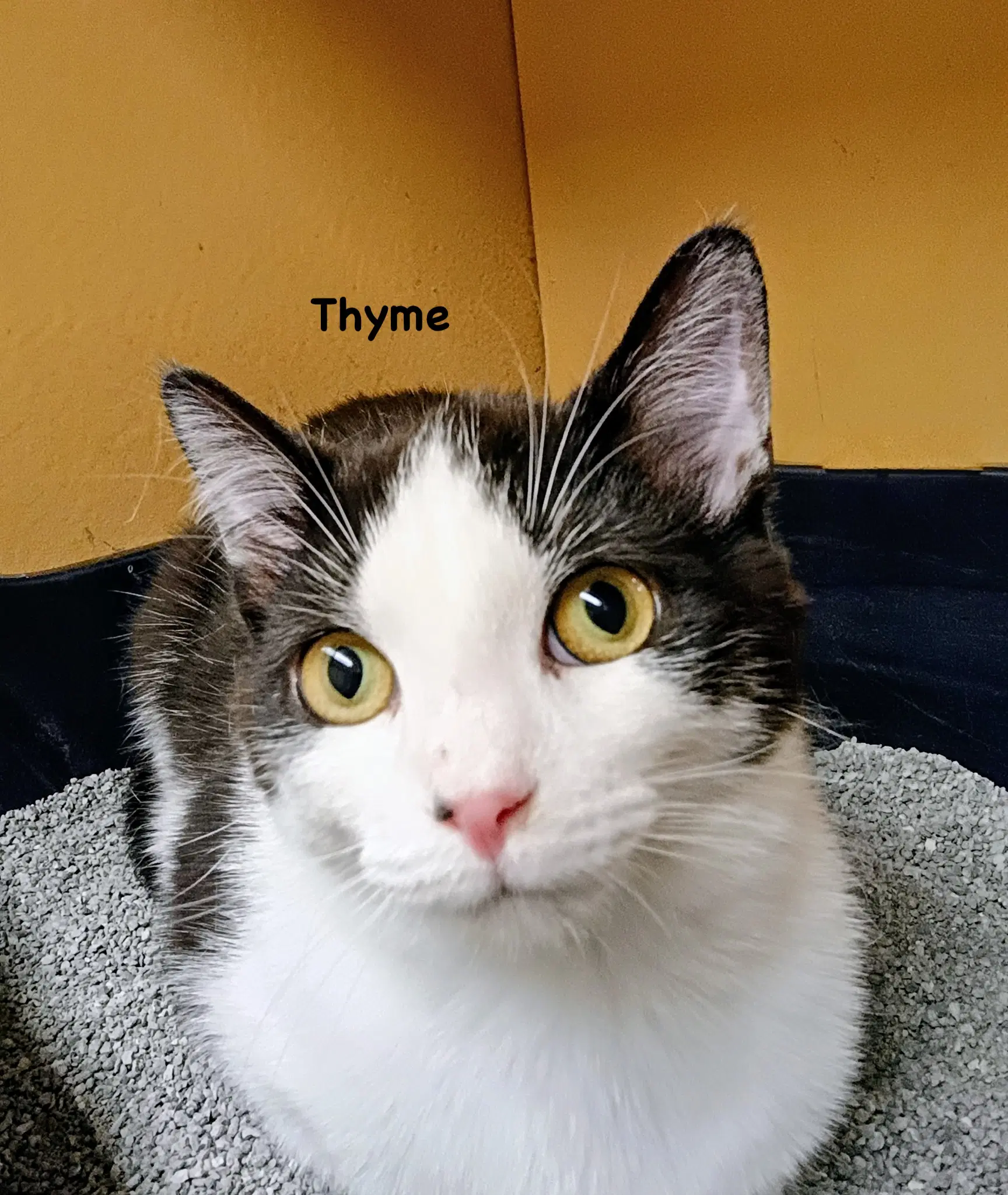 Thyme - Domestic Short Hair