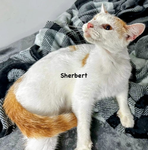 Sherbert