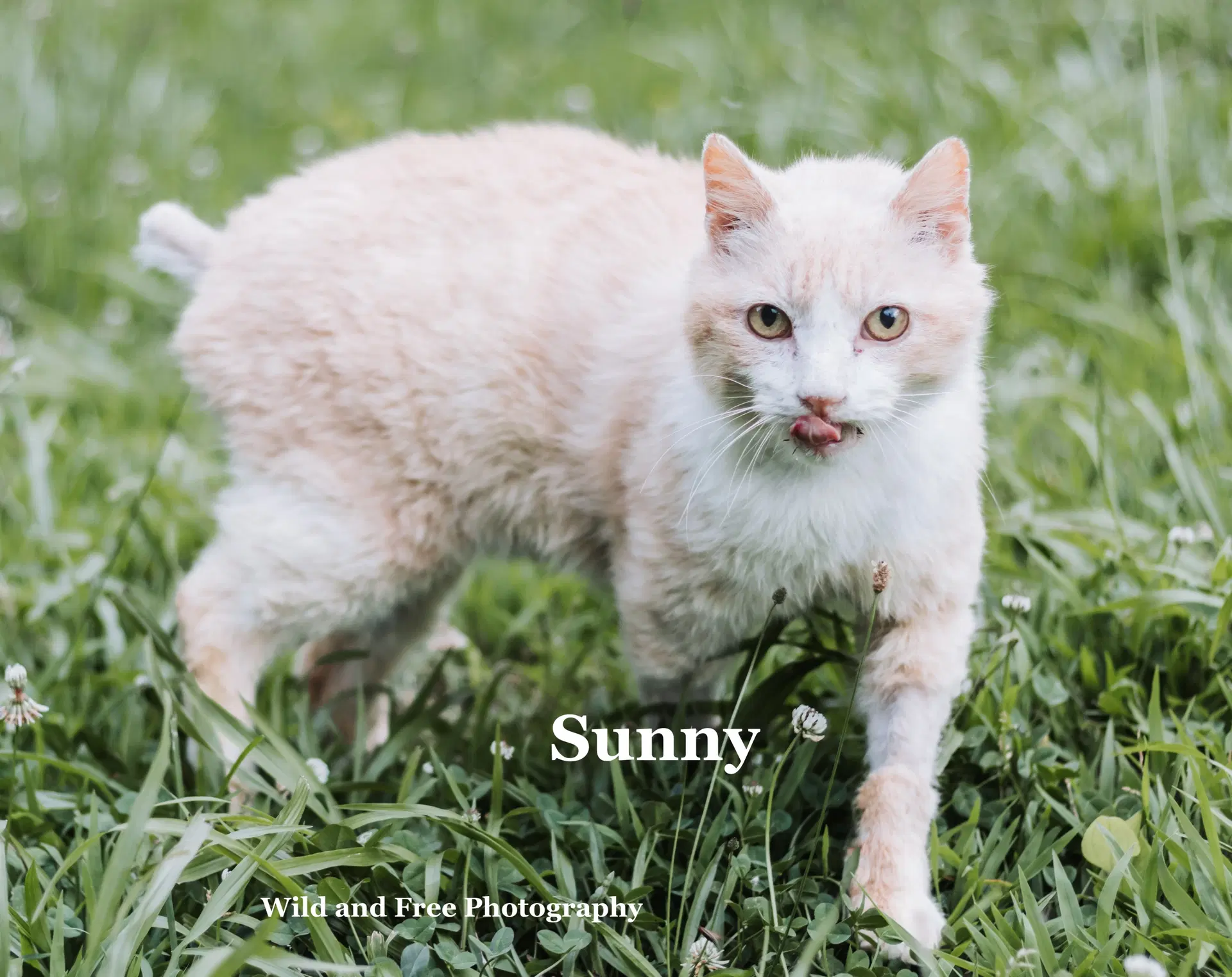 Sunny - Domestic Short Hair