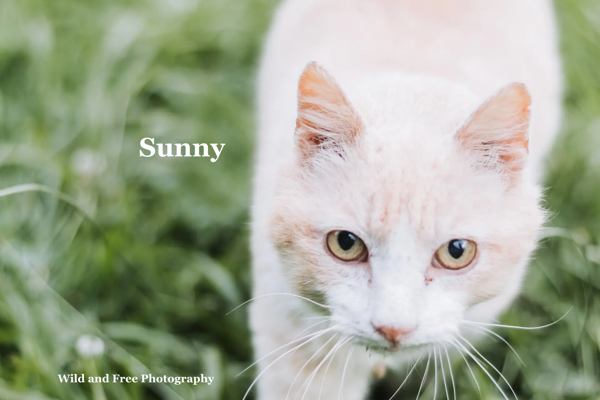 Sunny image 2