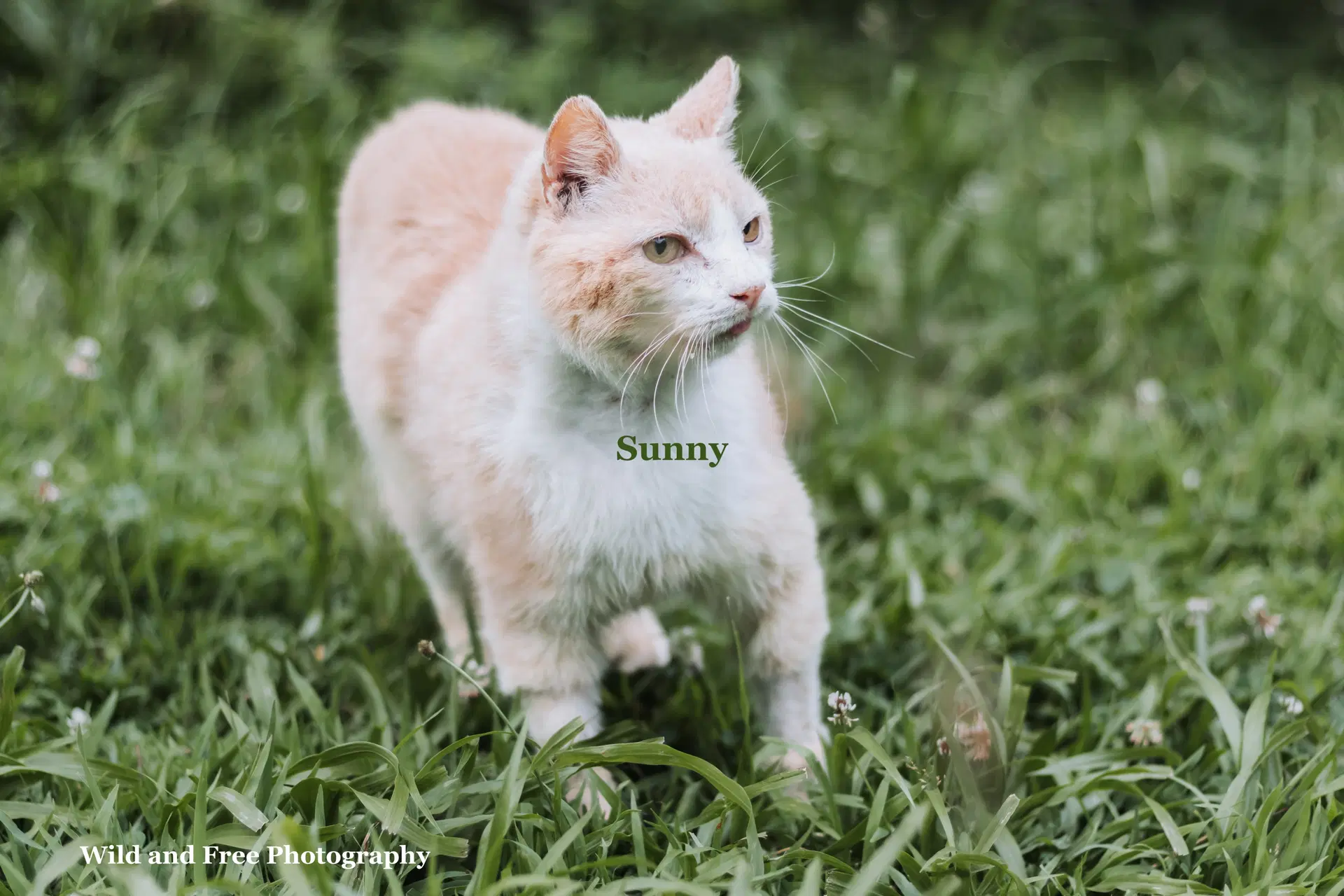 Sunny image 3