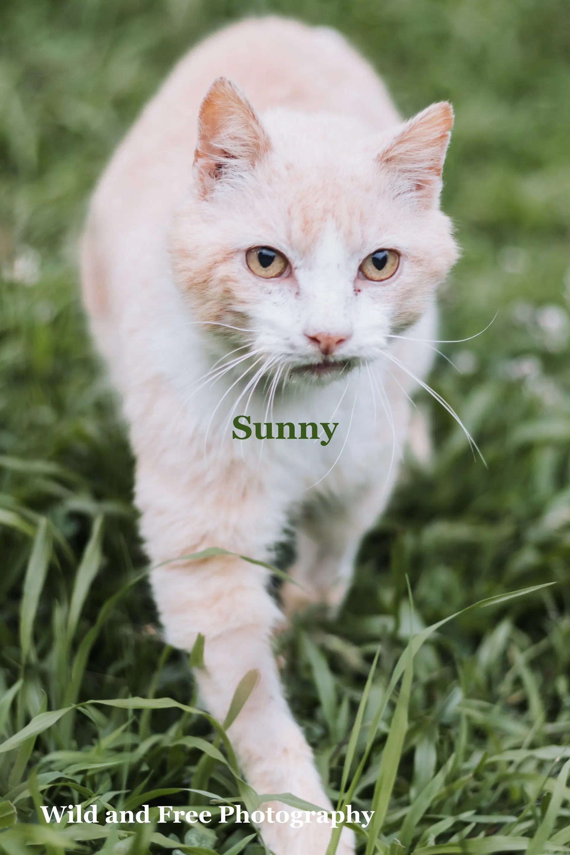 Sunny image 4