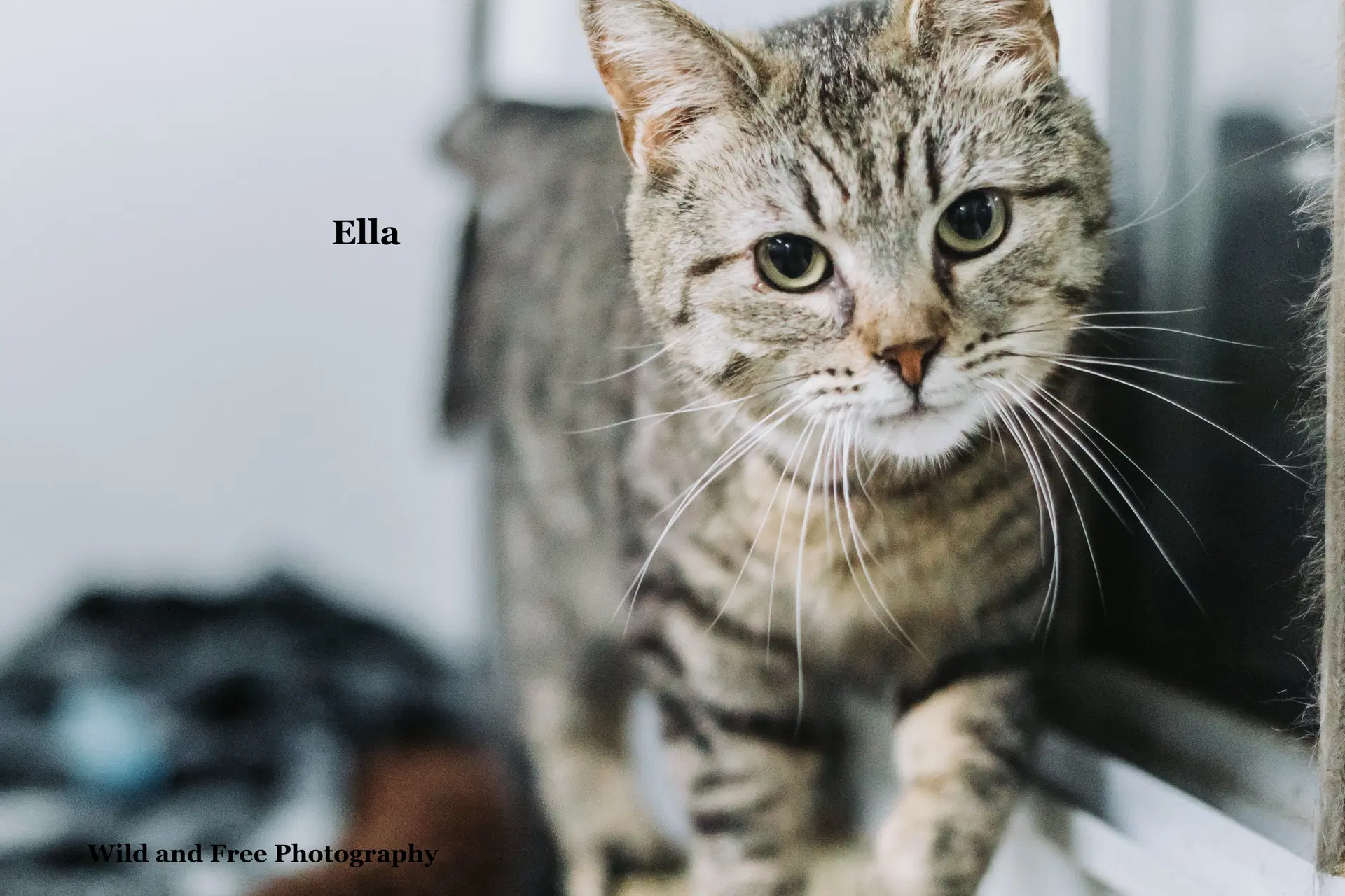 Ella - Domestic Short Hair