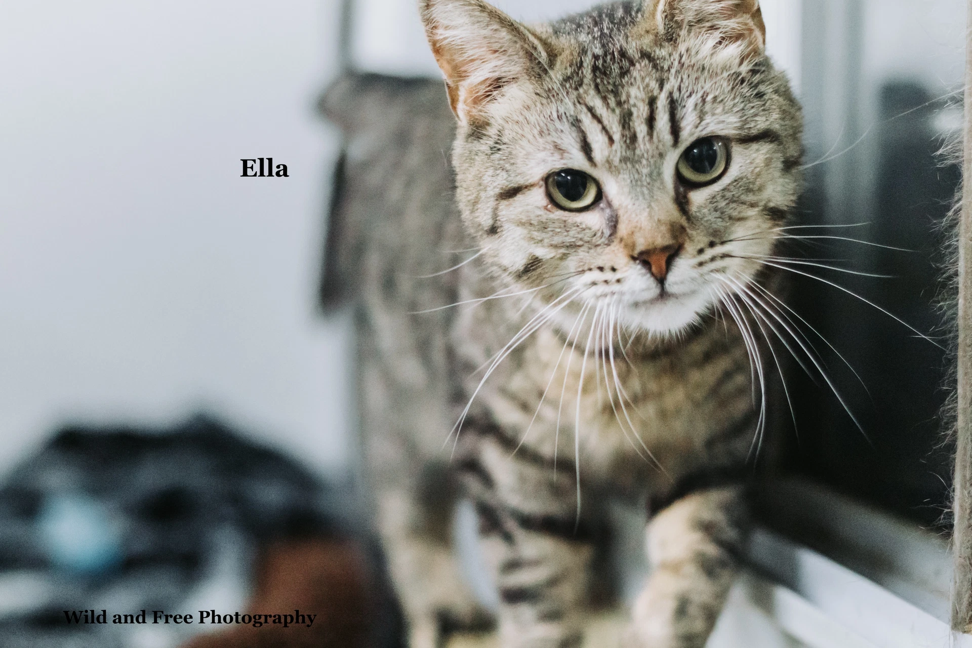 Ella