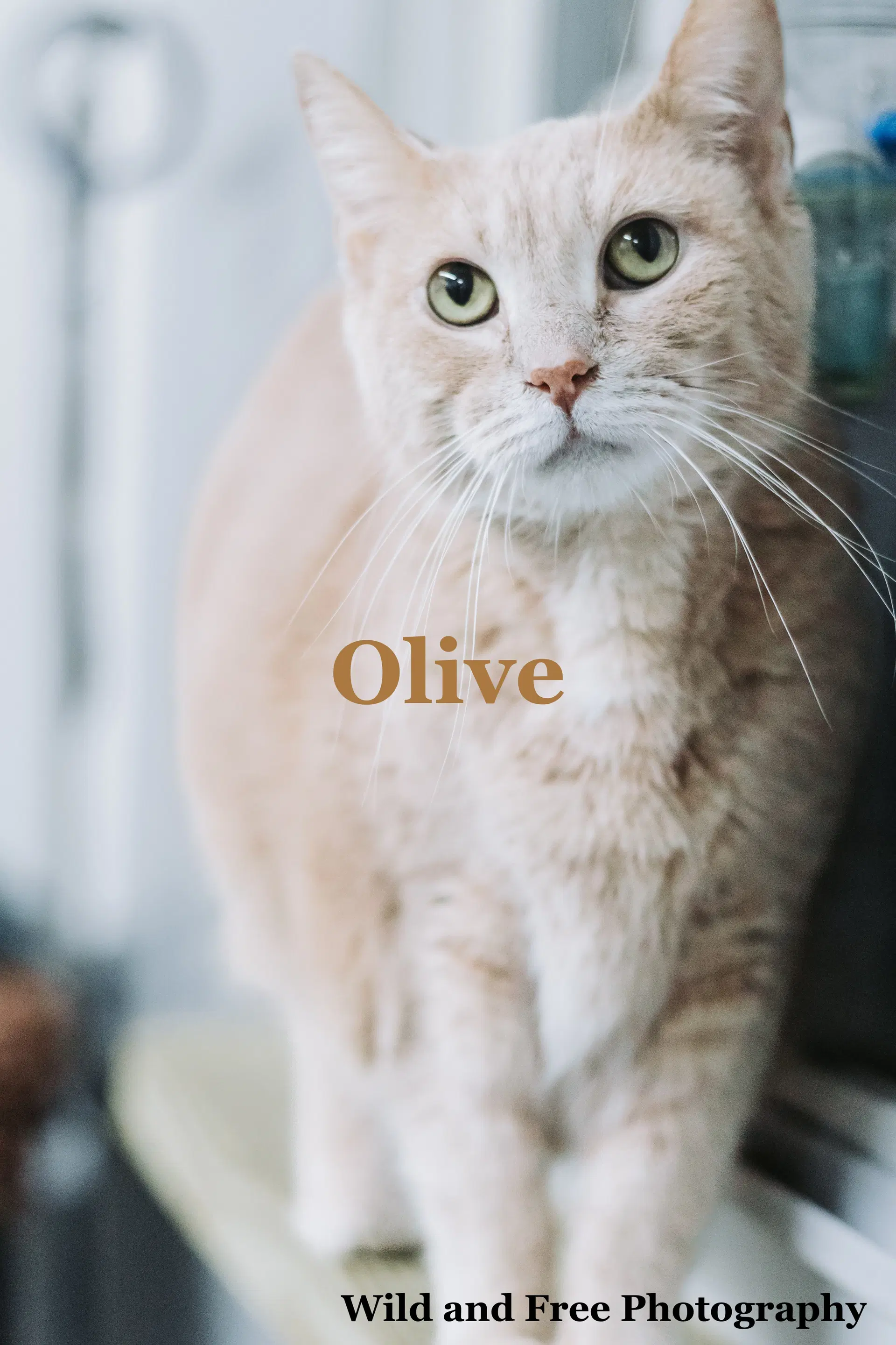 Olive - Domestic Short Hair