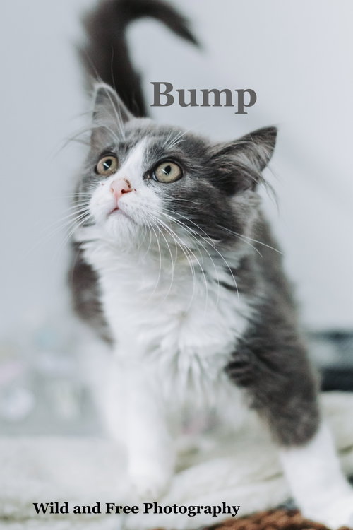 Bump, an adoptable Domestic Long Hair in Morehead, KY